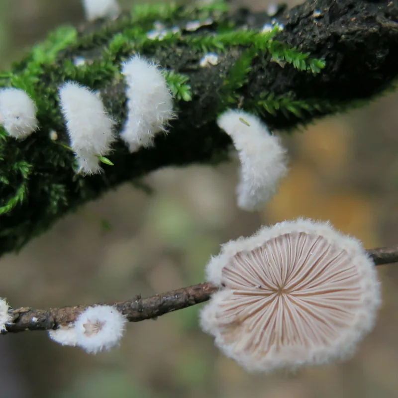 oreja de palo (Schizophyllum commune), rasgos para identificarlo