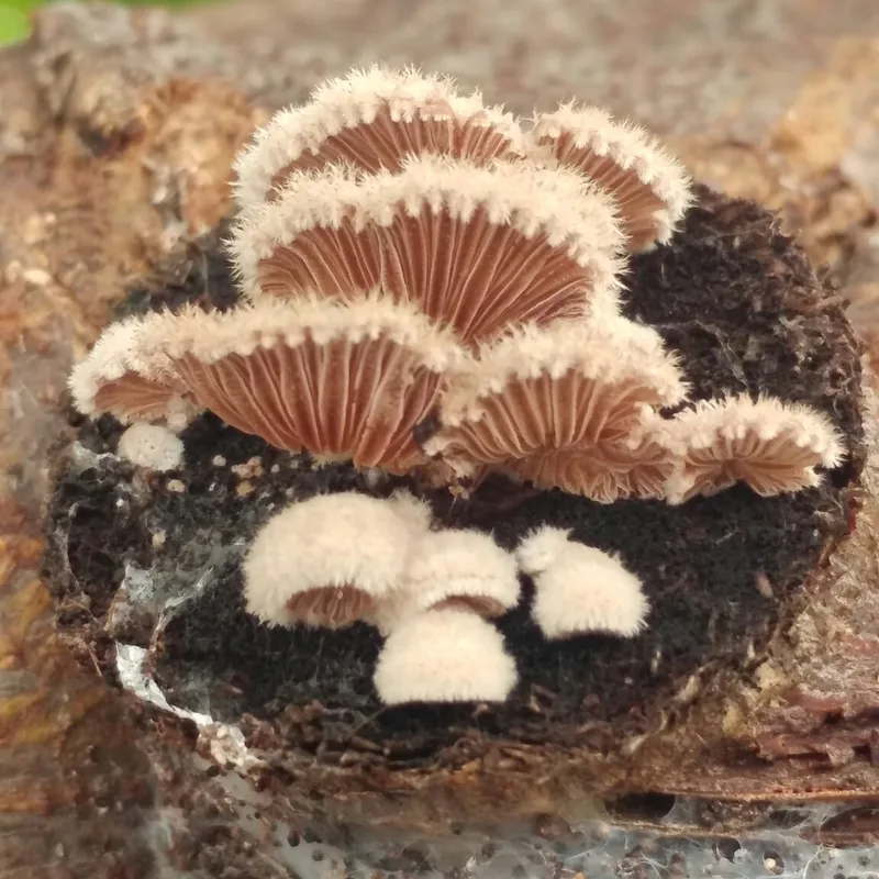 oreja de palo (Schizophyllum commune), rasgos para identificarlo