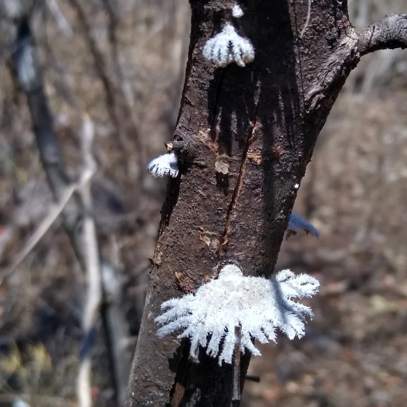 oreja de palo (Schizophyllum commune), foto