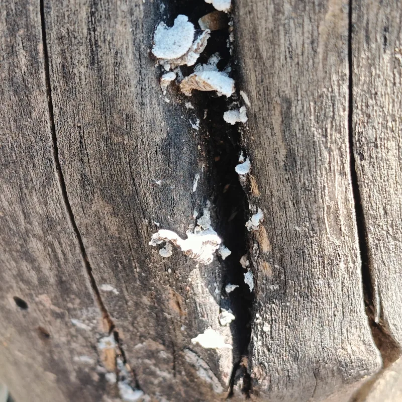 oreja de palo (Schizophyllum commune), rasgos para identificarlo
