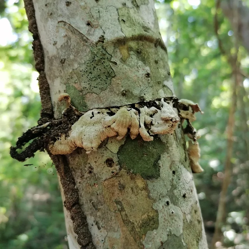 oreja de palo (Schizophyllum commune), rasgos para identificarlo