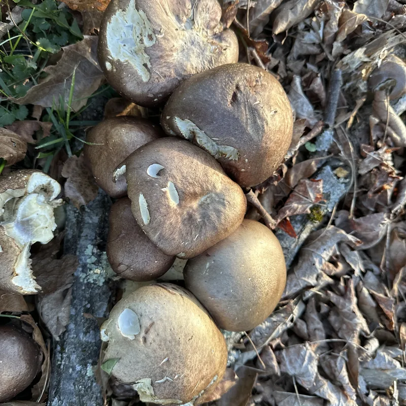 wine cap (Stropharia rugosoannulata), rasgos para identificarlo