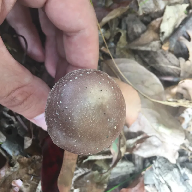 wine cap (Stropharia rugosoannulata), rasgos para identificarlo