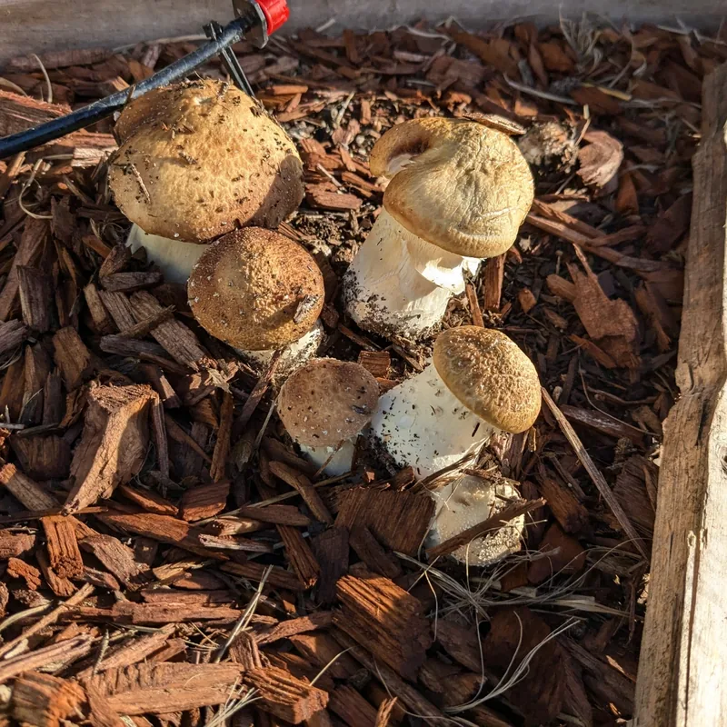 wine cap (Stropharia rugosoannulata), rasgos para identificarlo