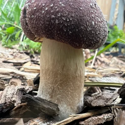 wine cap (Stropharia rugosoannulata), foto