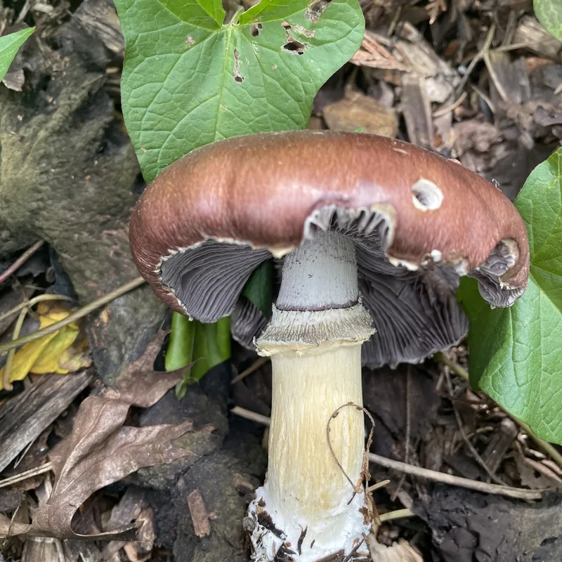 wine cap (Stropharia rugosoannulata), rasgos para identificarlo