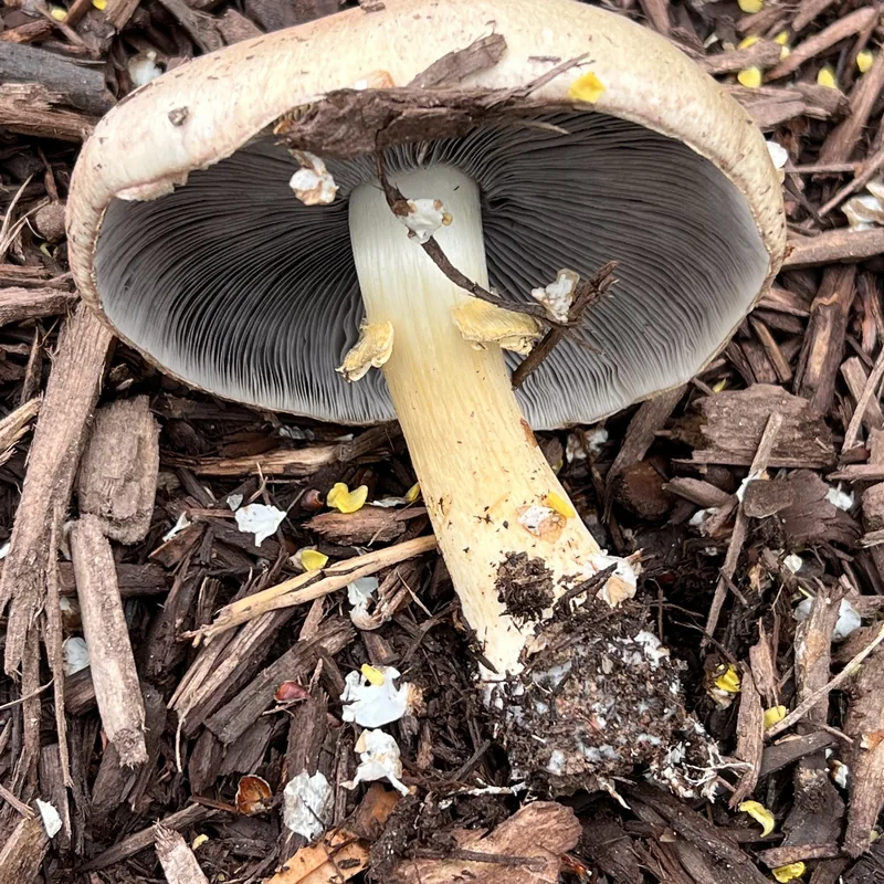 wine cap (Stropharia rugosoannulata), rasgos para identificarlo