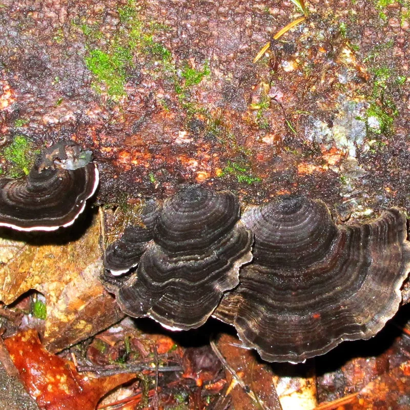 cola de pavo (Trametes versicolor), rasgos para identificarlo
