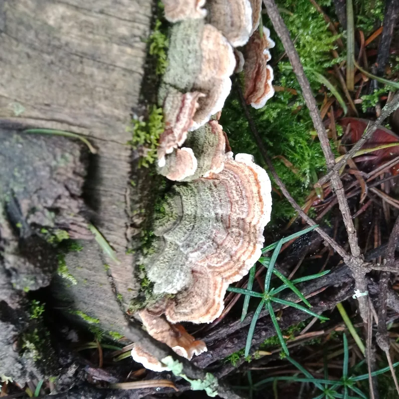 cola de pavo (Trametes versicolor), rasgos para identificarlo