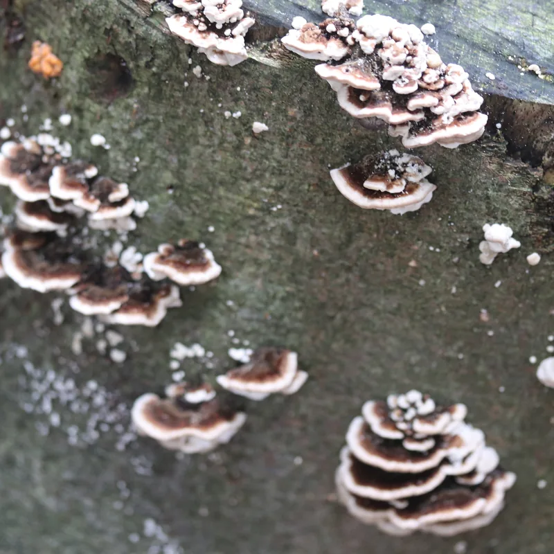 cola de pavo (Trametes versicolor), rasgos para identificarlo