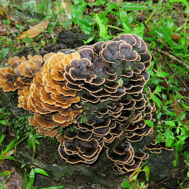 cola de pavo (Trametes versicolor), rasgos para identificarlo
