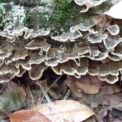 cola de pavo (Trametes versicolor), foto