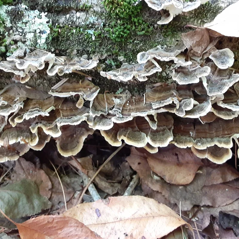 cola de pavo (Trametes versicolor), foto