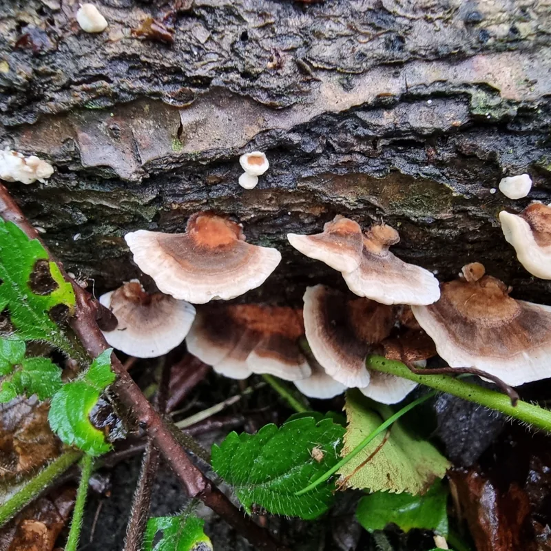 cola de pavo (Trametes versicolor), rasgos para identificarlo