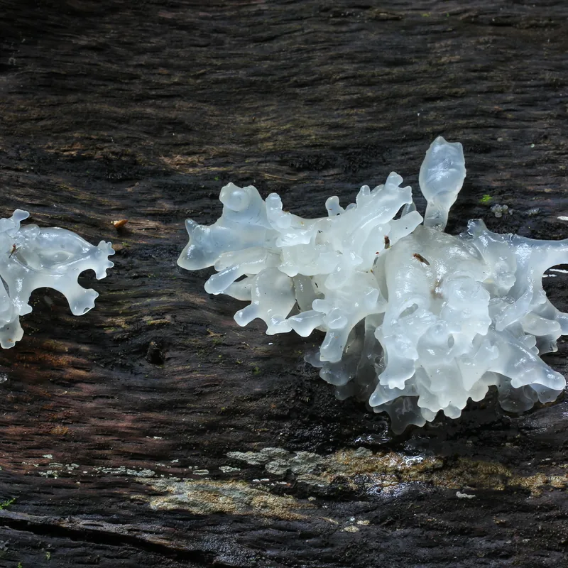 Hongo temblón de nieve (Tremella fuciformis), rasgos para identificarlo