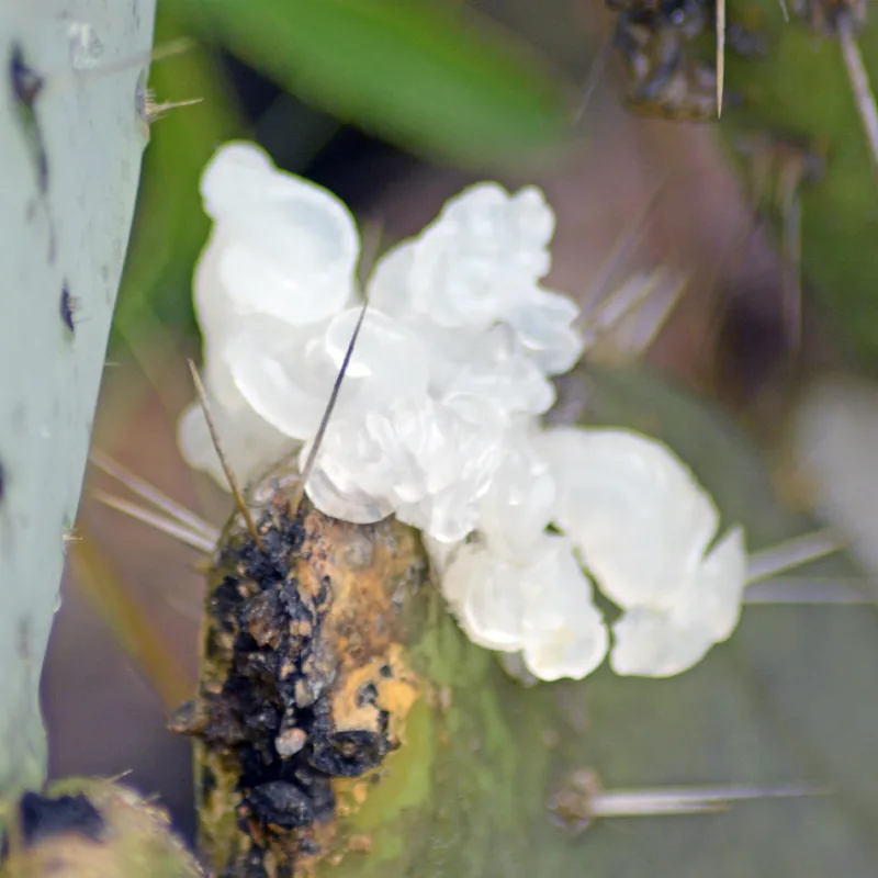 Hongo temblón de nieve (Tremella fuciformis), rasgos para identificarlo