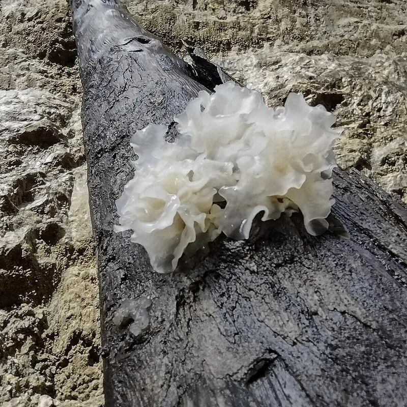 Hongo temblón de nieve (Tremella fuciformis), rasgos para identificarlo