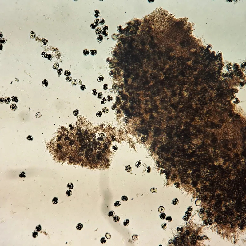 trufa negra (Tuber melanosporum), rasgos para identificarlo
