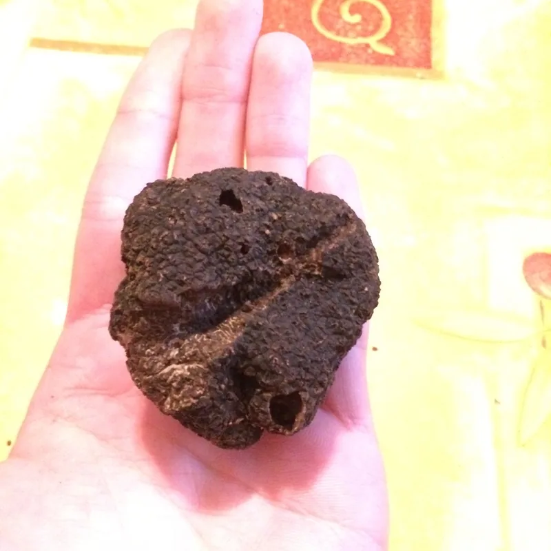 trufa negra (Tuber melanosporum), rasgos para identificarlo