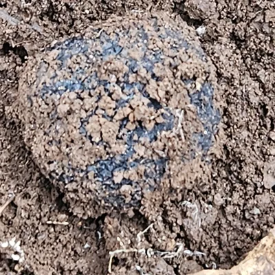 trufa negra (Tuber melanosporum), foto