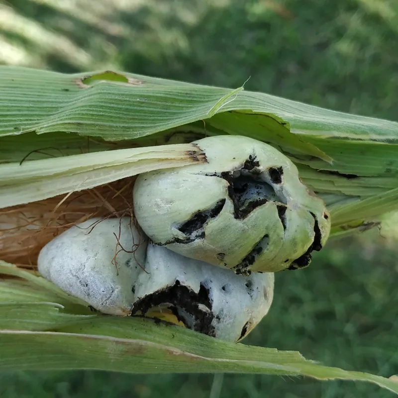 huitlacoche (Ustilago maydis), rasgos para identificarlo