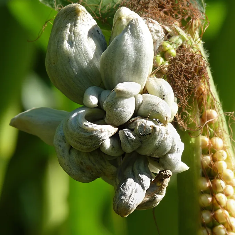 huitlacoche (Ustilago maydis), foto