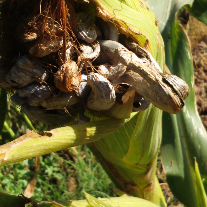 huitlacoche (Ustilago maydis), rasgos para identificarlo