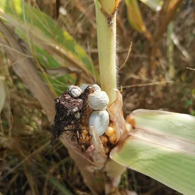 huitlacoche (Ustilago maydis), rasgos para identificarlo