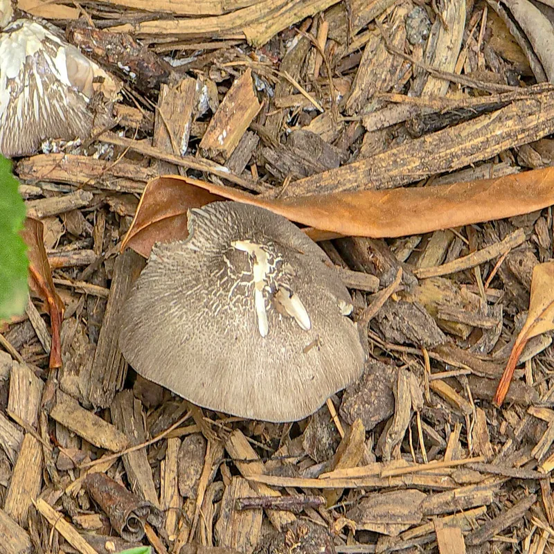 Hongo de la pulpa de café (Volvariella volvacea), rasgos para identificarlo