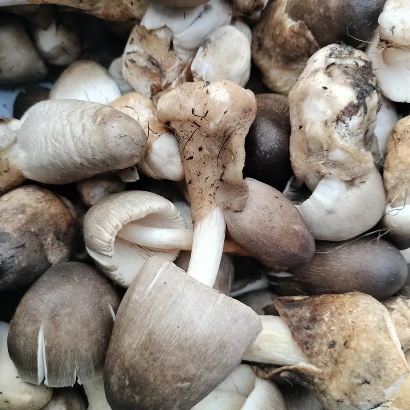 Hongo de la pulpa de café (Volvariella volvacea), rasgos para identificarlo