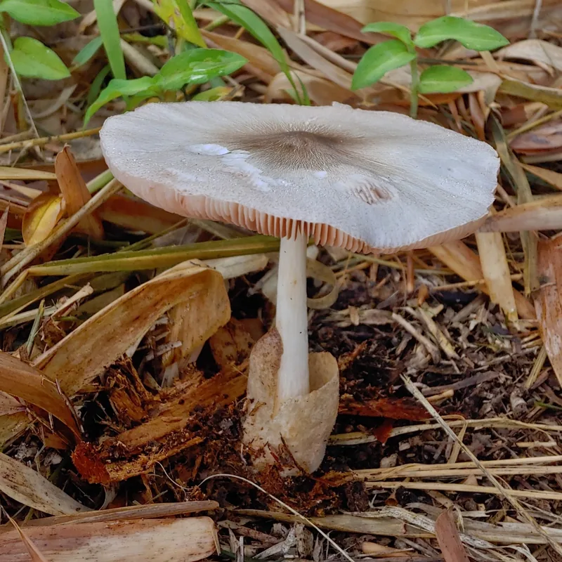 Hongo de la pulpa de café (Volvariella volvacea), rasgos para identificarlo
