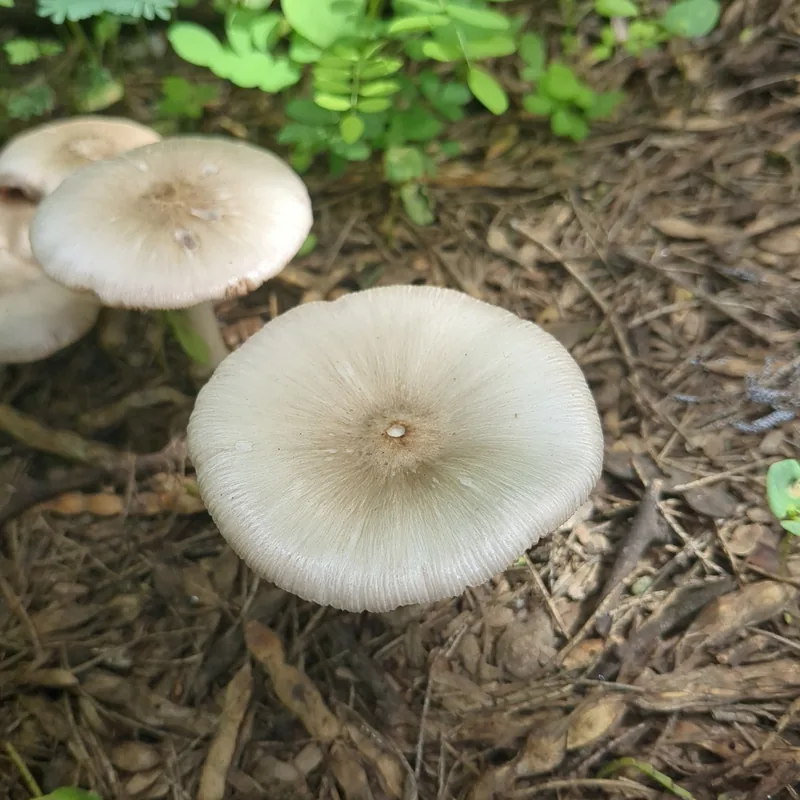 Hongo de la pulpa de café (Volvariella volvacea), rasgos para identificarlo