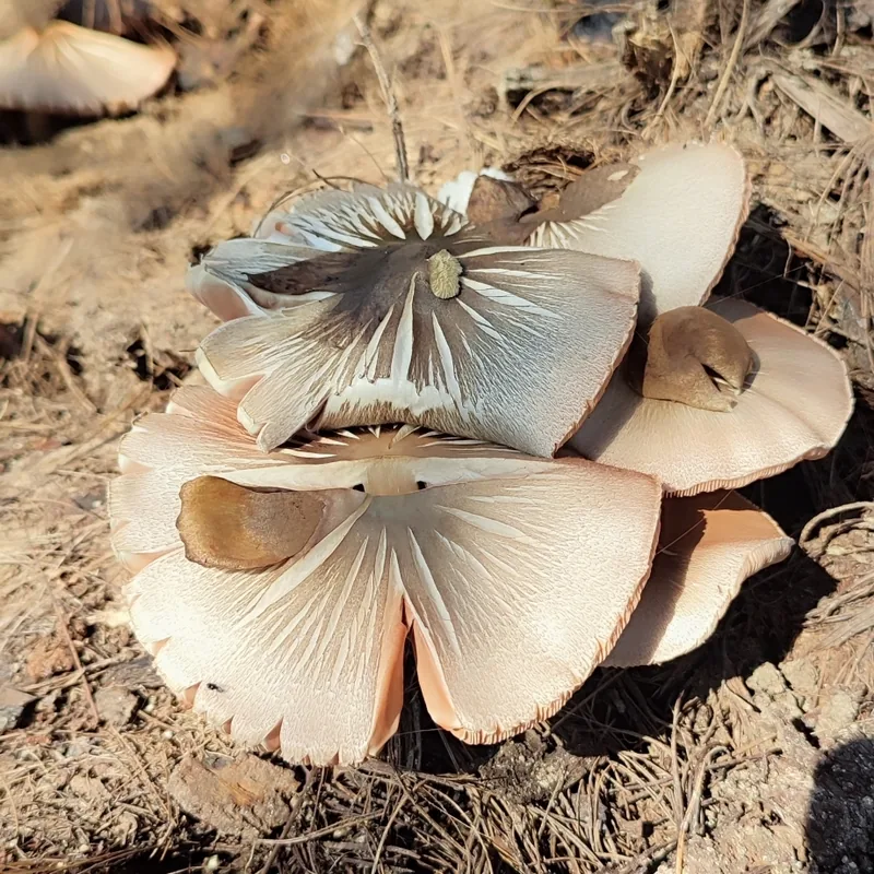 Hongo de la pulpa de café (Volvariella volvacea), rasgos para identificarlo